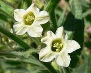 nicotiana-excelsior-2