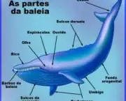 o-acasalamento-das-baleias-1
