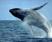 o-acasalamento-das-baleias-3