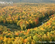 Bioma de Bosques e Florestas (6)