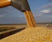 o-cultivo-de-milho-no-mundo-5