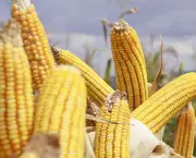 o-cultivo-de-milho-no-mundo-3