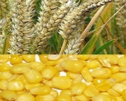 o-cultivo-de-milho-no-mundo-5
