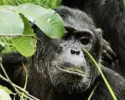 o-estudo-de-jane-goodall-sobre-os-chimpanzes-10