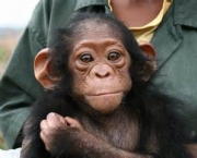 o-estudo-de-jane-goodall-sobre-os-chimpanzes-11