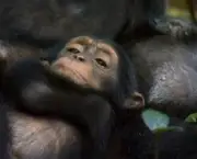 o-estudo-de-jane-goodall-sobre-os-chimpanzes-12