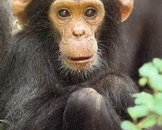 o-estudo-de-jane-goodall-sobre-os-chimpanzes-1