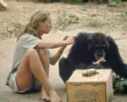o-estudo-de-jane-goodall-sobre-os-chimpanzes-2