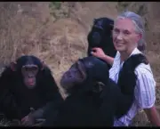 o-estudo-de-jane-goodall-sobre-os-chimpanzes-3