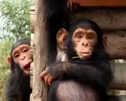 o-estudo-de-jane-goodall-sobre-os-chimpanzes-6