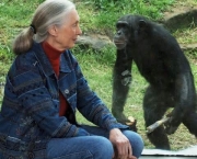 o-estudo-de-jane-goodall-sobre-os-chimpanzes-7