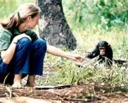 o-estudo-de-jane-goodall-sobre-os-chimpanzes-9