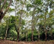 o-planejamento-da-silvicultura-sustentavel-2