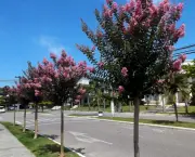 Árvores Ornamentadas Para sua Calçada (5)