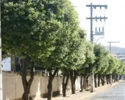 Árvores Ornamentadas Para sua Calçada (17)