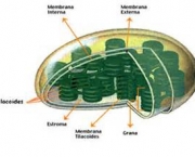 o-que-sao-cloroplastos-10