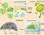 o-que-sao-cloroplastos-11