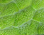 o-que-sao-cloroplastos-12