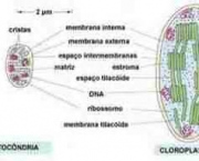 o-que-sao-cloroplastos-17