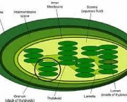 o-que-sao-cloroplastos-1
