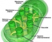 o-que-sao-cloroplastos-3