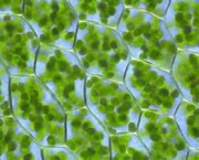 o-que-sao-cloroplastos-5