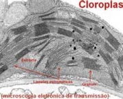 o-que-sao-cloroplastos-7