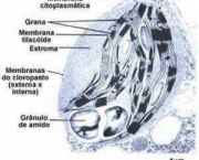 o-que-sao-cloroplastos-8
