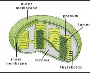 organelas-da-celula-vegetal-e-funcoes-8