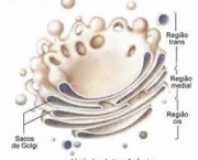 organelas-formam-os-orgaos-das-celulas-vegetais-3