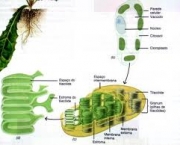 organelas-formam-os-orgaos-das-celulas-vegetais-4