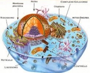 organelas-formam-os-orgaos-das-celulas-vegetais-5