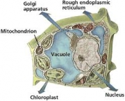 organelas-formam-os-orgaos-das-celulas-vegetais-9