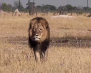 Os Leões da Savana Africana (1)