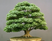 os-metodos-de-cultivo-de-bonsai-1