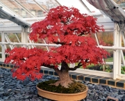 os-metodos-de-cultivo-de-bonsai-2