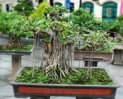os-metodos-de-cultivo-de-bonsai-4
