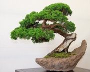 os-metodos-de-cultivo-de-bonsai-5