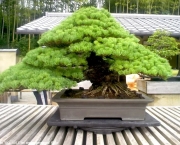 os-metodos-de-cultivo-de-bonsai-1