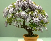 os-metodos-de-cultivo-de-bonsai-2
