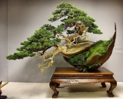 os-metodos-de-cultivo-de-bonsai-3