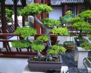 os-metodos-de-cultivo-de-bonsai-4