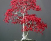 os-metodos-de-cultivo-de-bonsai-5