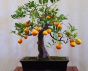 os-metodos-de-cultivo-de-bonsai-6