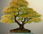 os-metodos-de-cultivo-de-bonsai-7