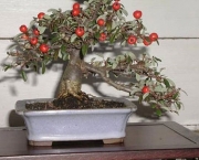 os-metodos-de-cultivo-de-bonsai-8