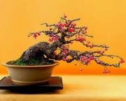 os-metodos-de-cultivo-de-bonsai-9