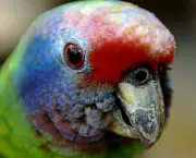 papagaio-cara-roxa