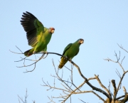 04-_dsc4551-papagaio-de-cara-roxa-amazona-brasiliensis-zig-koch