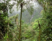 Papua Nova Guiné - Clima (7)